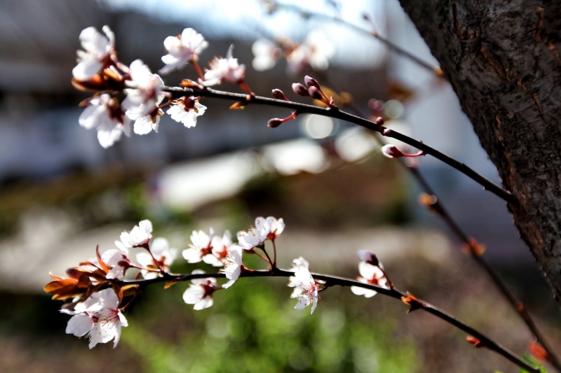 花影